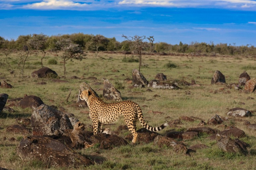 a cheetah standing in the middle of a field