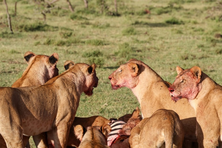 a group of lions eating a zebra in a field