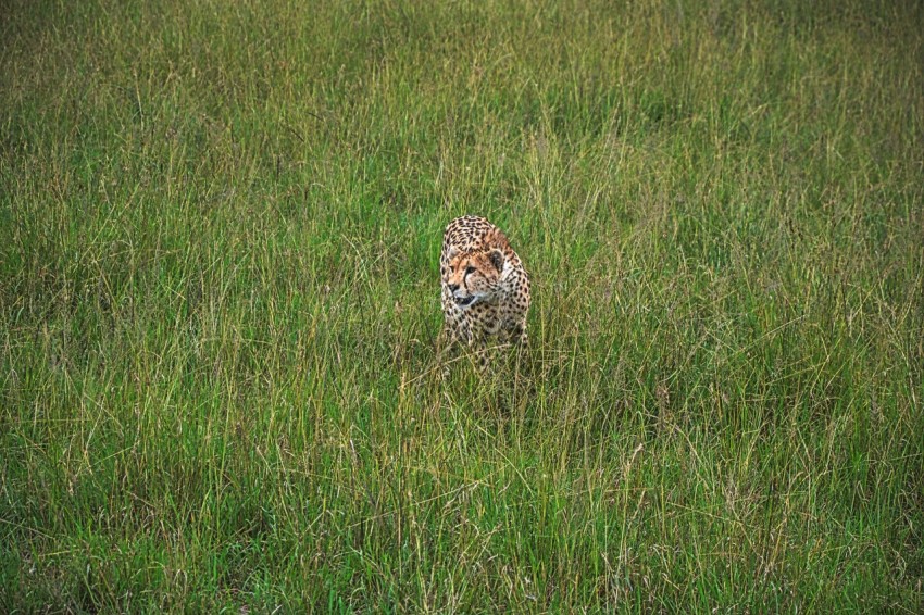 leopard on green grass field during daytime