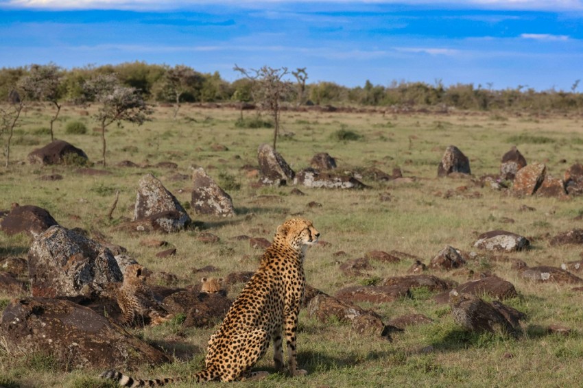 a cheetah sitting in the middle of a field