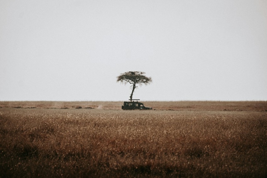 a lone tree in the middle of a field