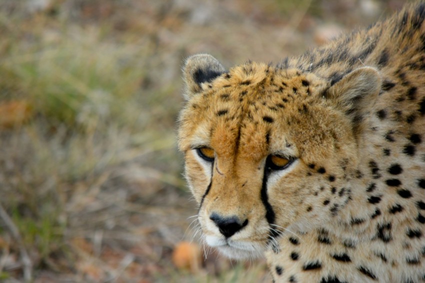 brown cheetah