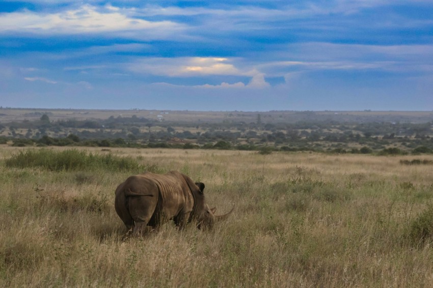 a rhino standing in a field of tall grass