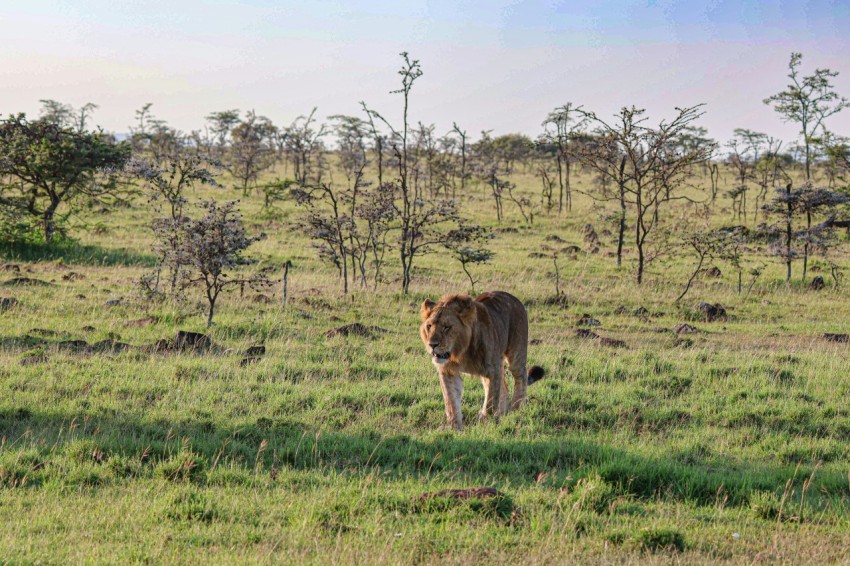 a lion walking across a lush green field