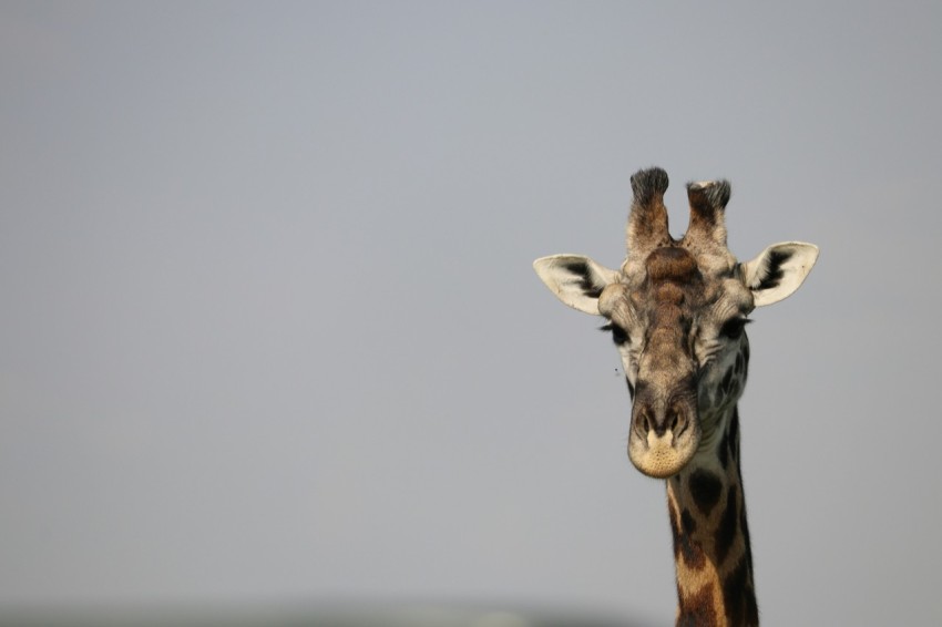 giraffe with white background puw