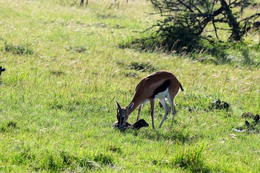 a gazelle eating grass in a field