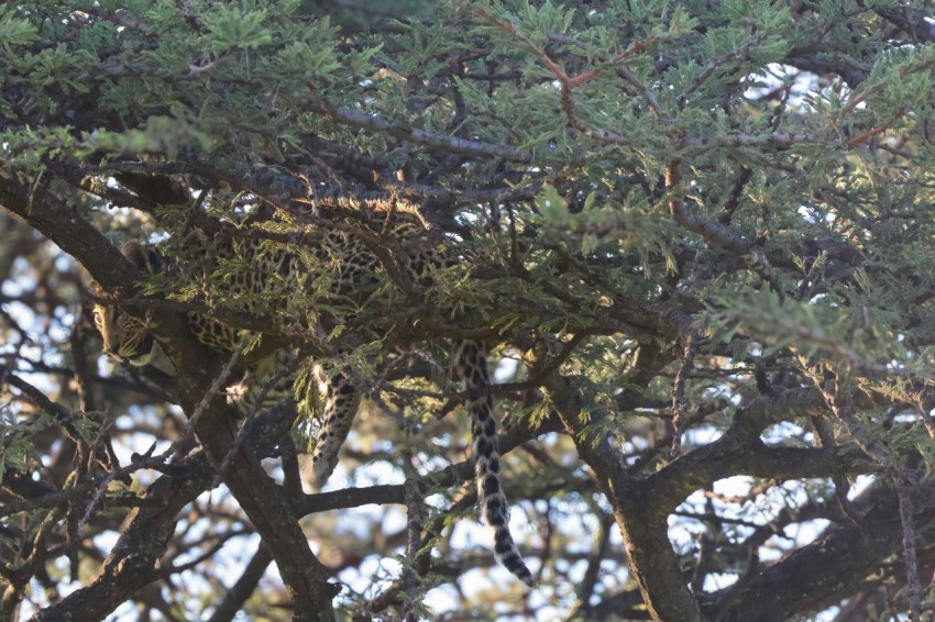 a giraffe that is sitting in a tree