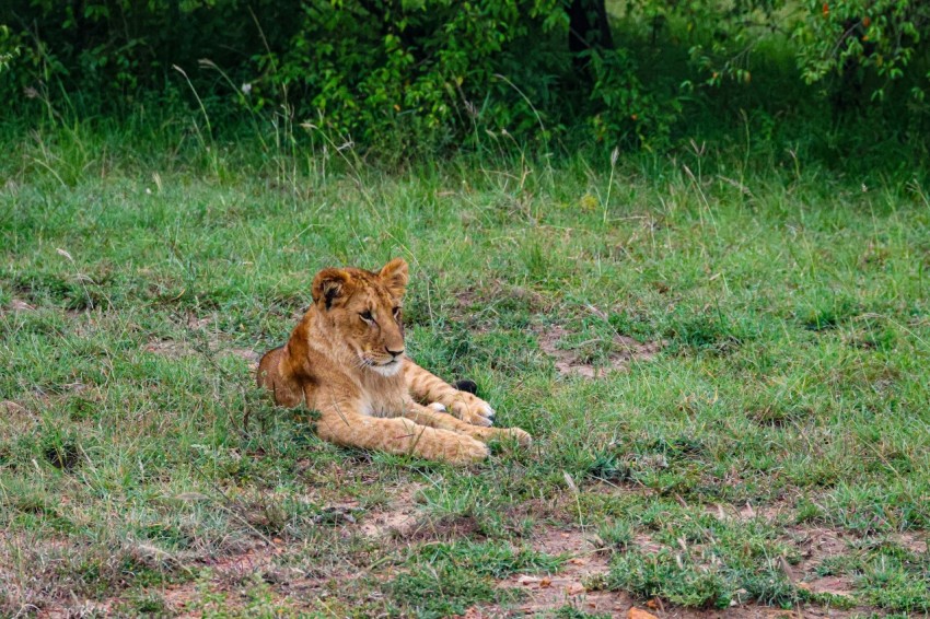 a lion laying on the ground in the grass