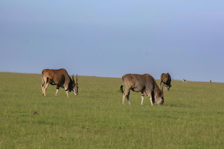 a herd of cattle grazing on a lush green field