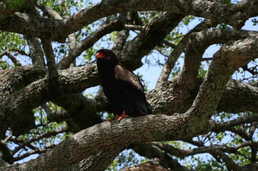 a black bird sitting on a tree branch YYF