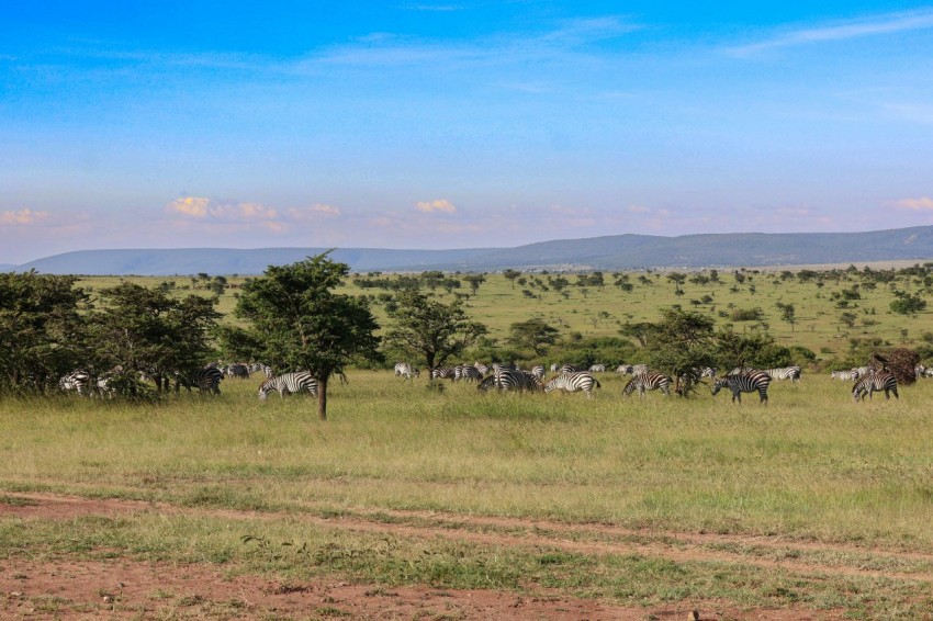 a herd of zebras grazing in a field