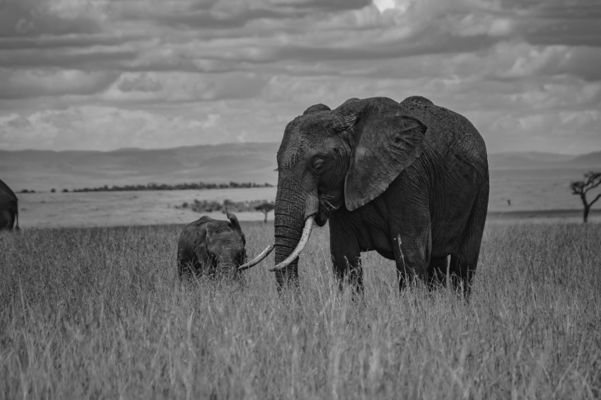 a large elephant and a small elephant in a field