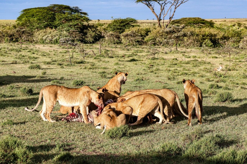 a group of lions eating food in a field