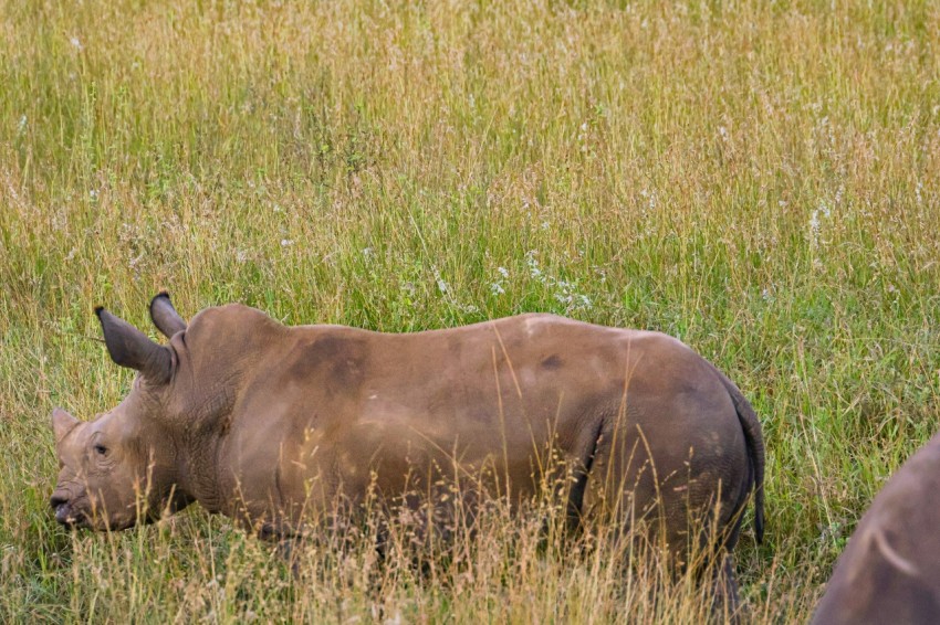 a rhino standing in a field of tall grass