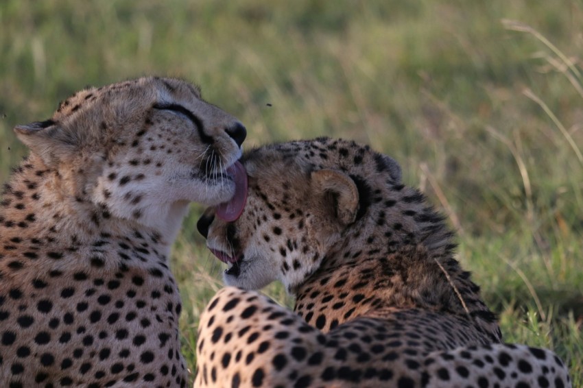 leopard licking another leopards face