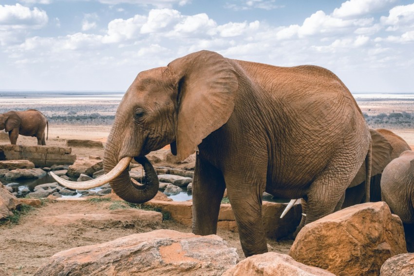 a baby elephant standing next to a rock