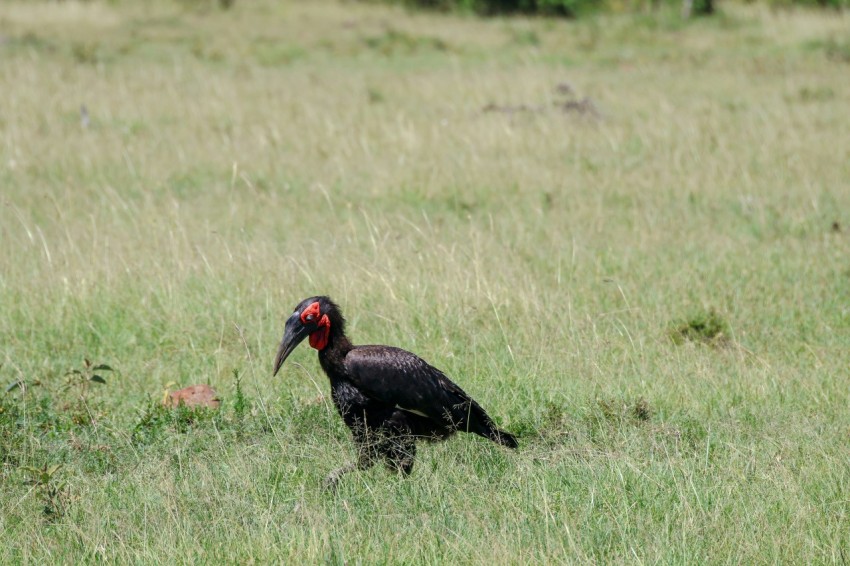 a black bird with a red head standing in a field