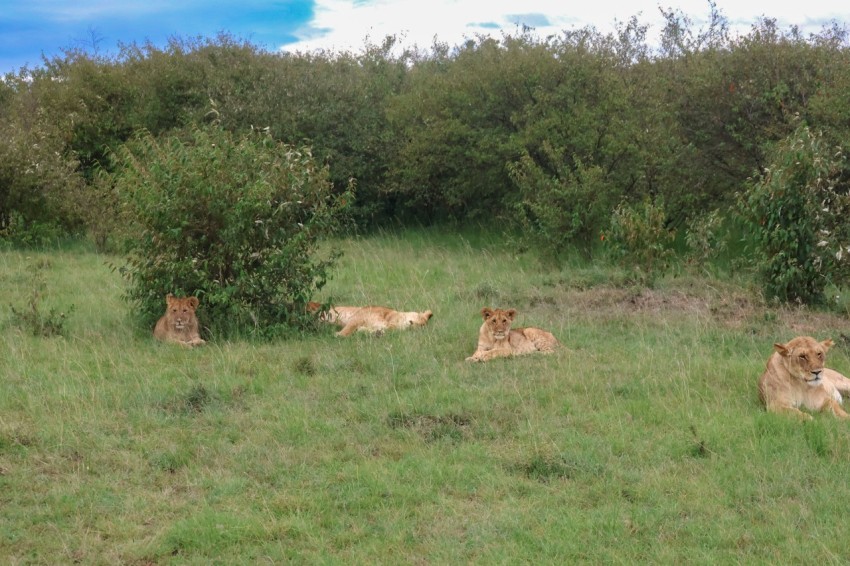 a group of lions laying in the grass