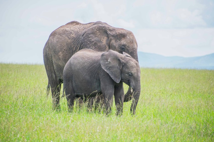 a baby elephant standing next to an adult elephant