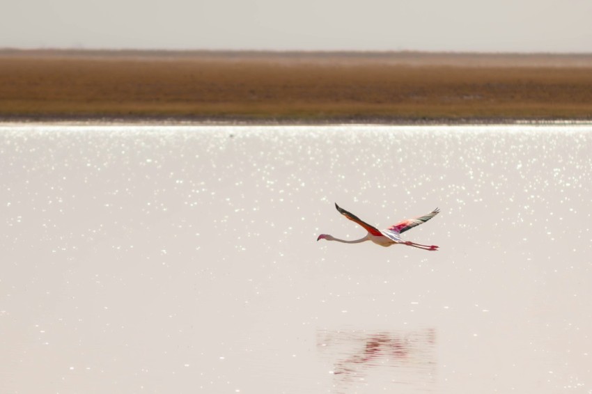 a bird flying over a body of water