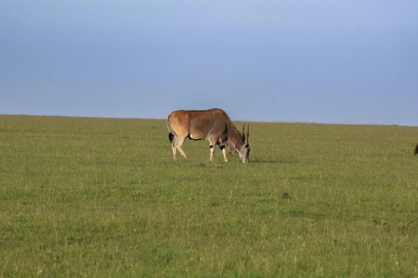 a couple of animals that are standing in the grass