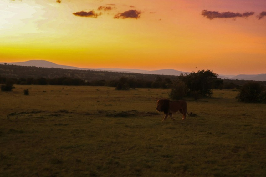 a cow standing in a field at sunset