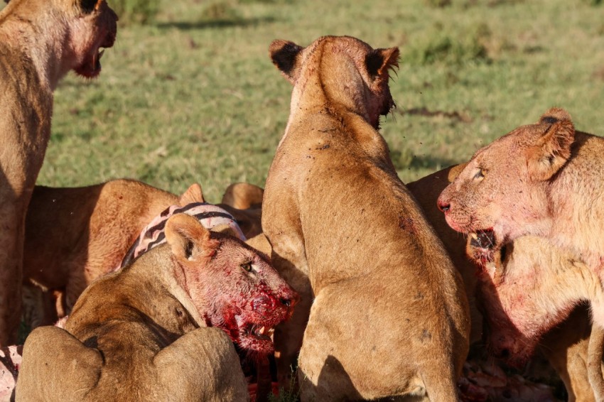 a group of lions eating a carcass in a field Gp