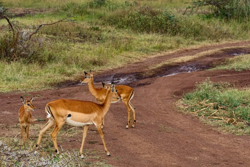 a couple of deer standing on top of a dirt road