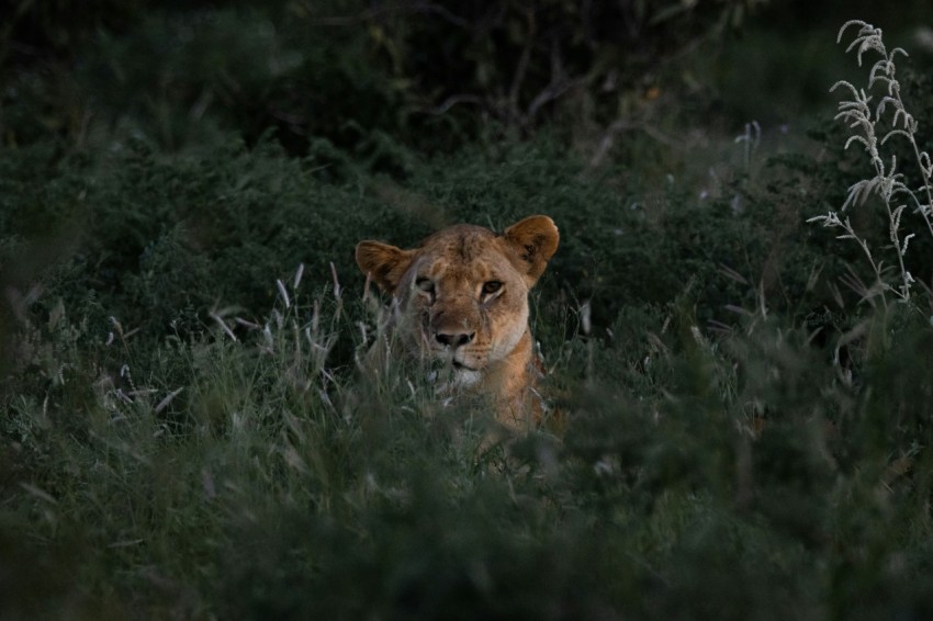 a lion in a field of tall grass