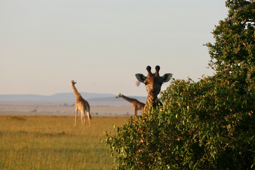 a group of giraffes standing in a field FbtnXXN