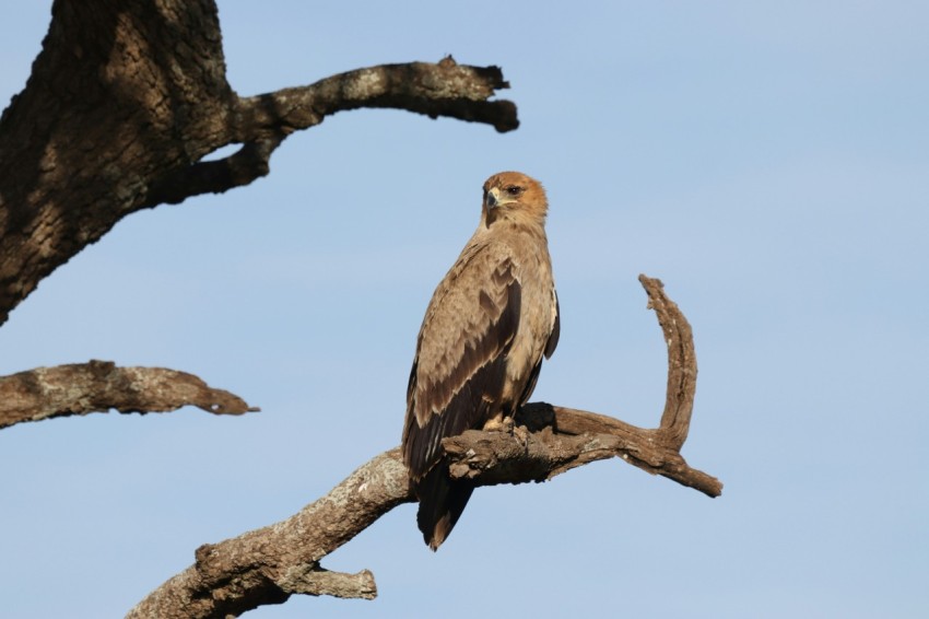 brown bird on brown tree branch during daytime