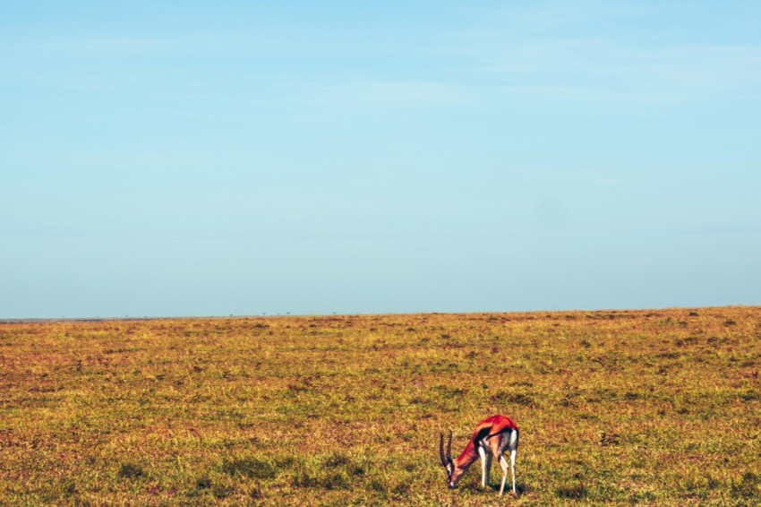 a lone antelope grazing in a field of grass
