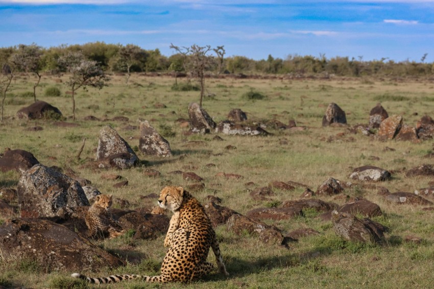 a cheetah sitting in the middle of a field