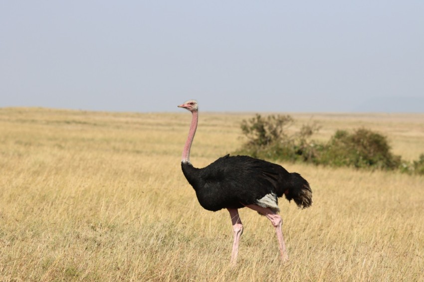 an ostrich standing in the middle of a field