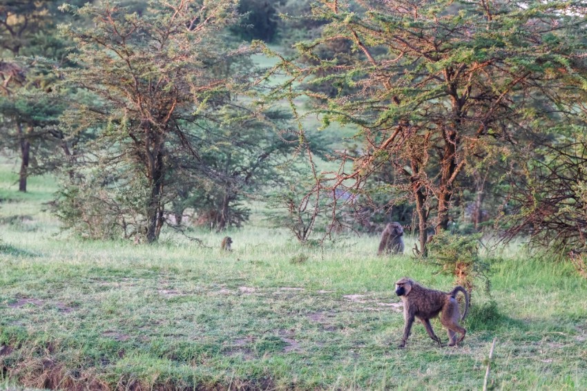 a couple of animals that are standing in the grass