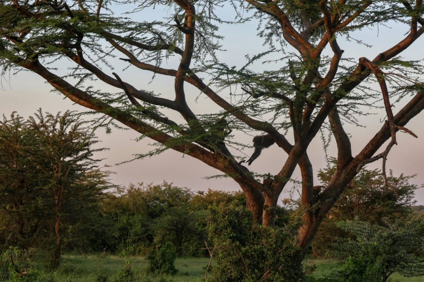 a bird is perched on a tree branch