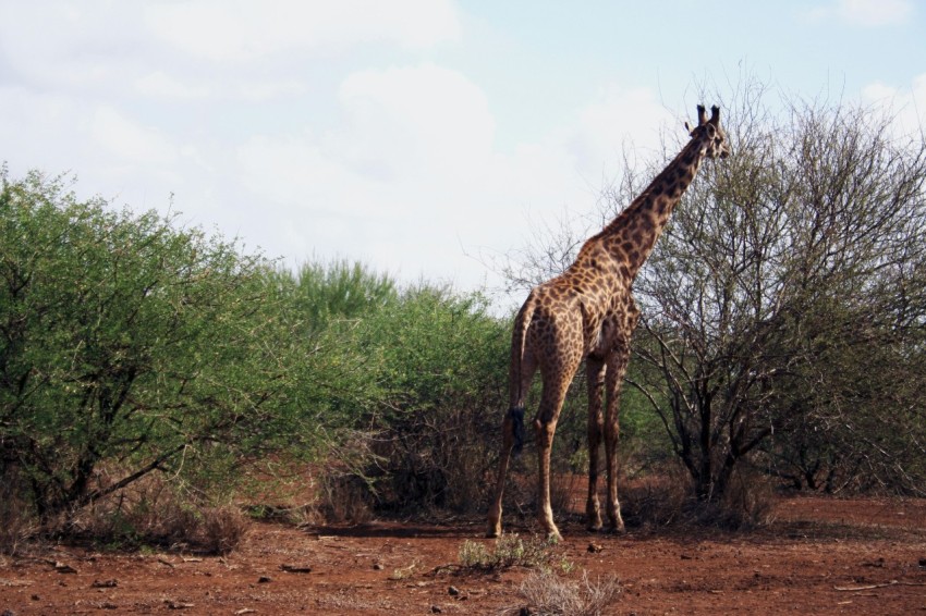 brown giraffe beside leafless tree