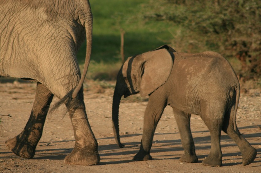 two grey walking elephants E