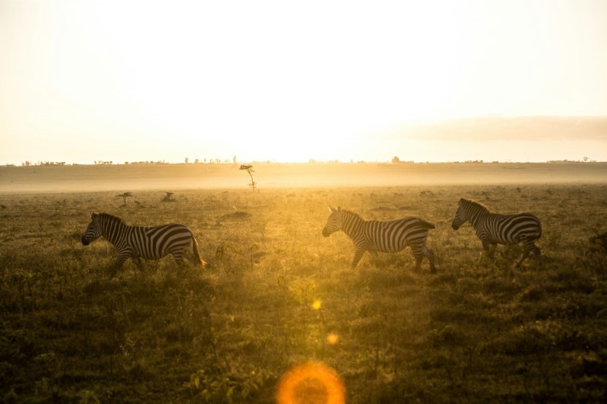 zebra standing on grass field during daytime