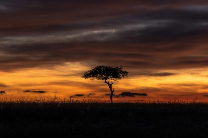 a lone tree is silhouetted against a sunset