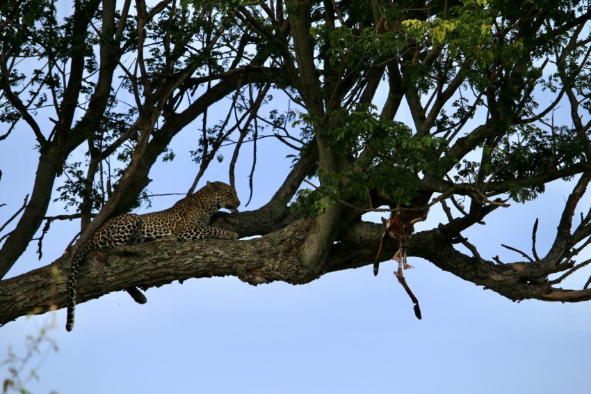 a leopard is sitting in a tree with no leaves