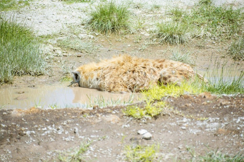 a dog that is laying down in the mud