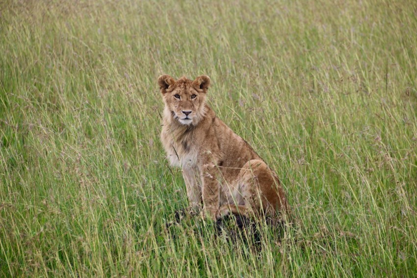 a lion sitting in a field of tall grass