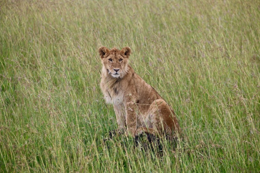 a lion sitting in a field of tall grass