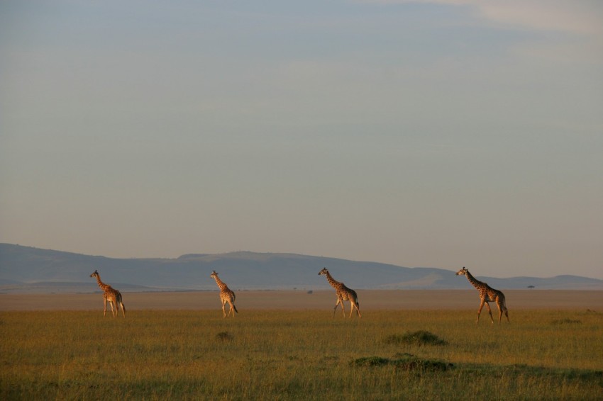 a group of giraffes walking across a field