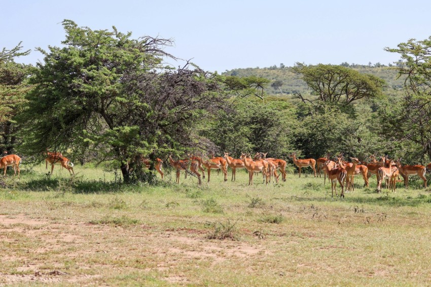 a herd of antelope grazing in a field