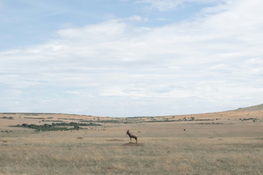 brown animal on field