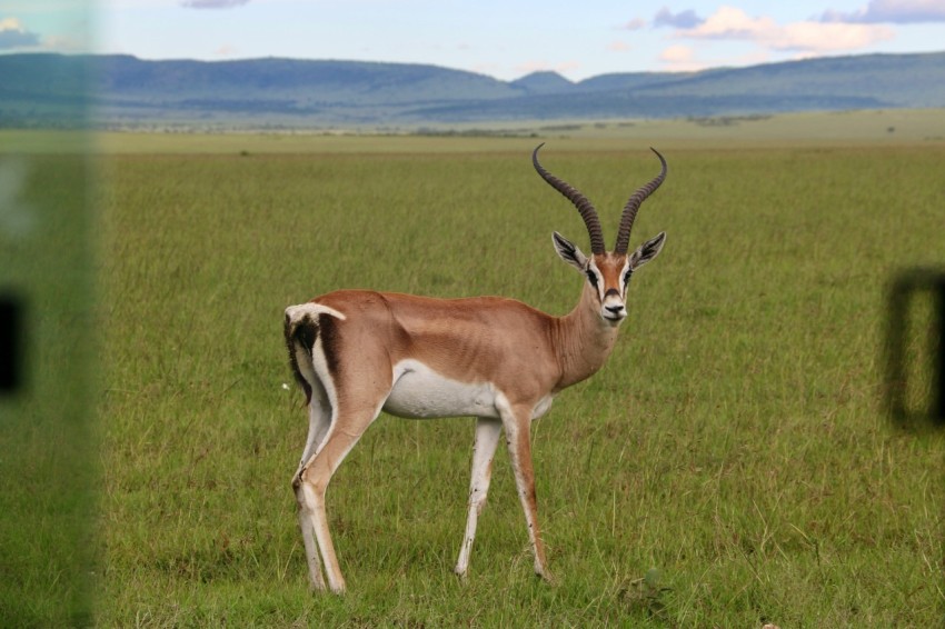 a gazelle standing in the middle of a grassy field