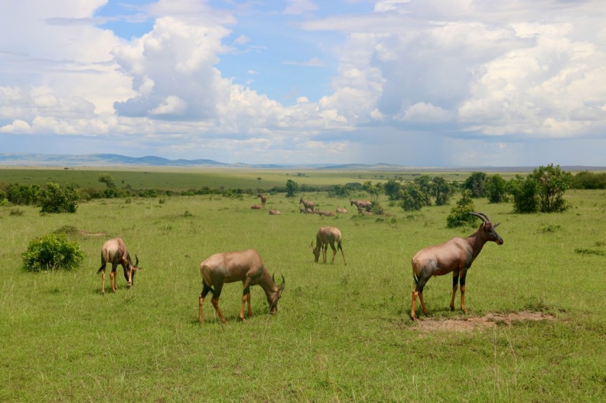 a herd of animals grazing on a lush green field