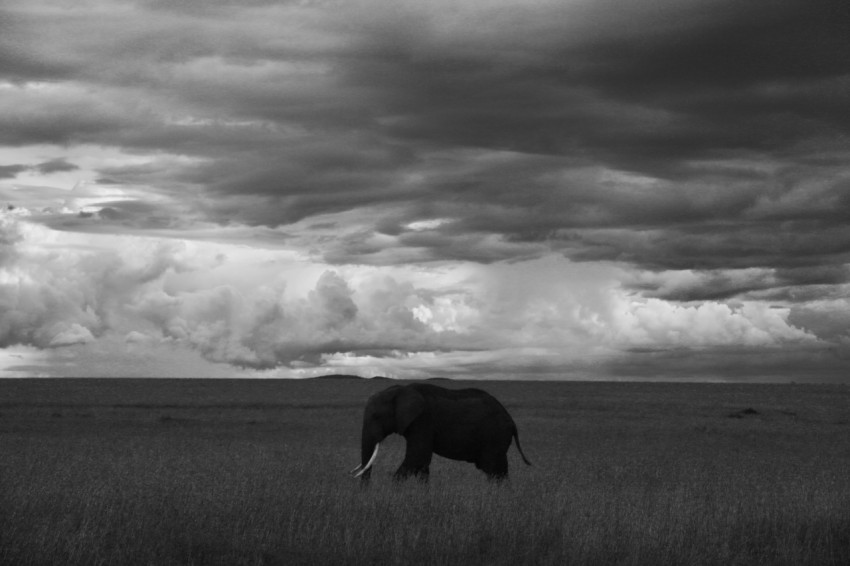 an elephant standing in a field under a cloudy sky